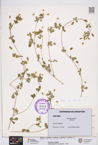 Medicago lupulina [Espécimen: ]