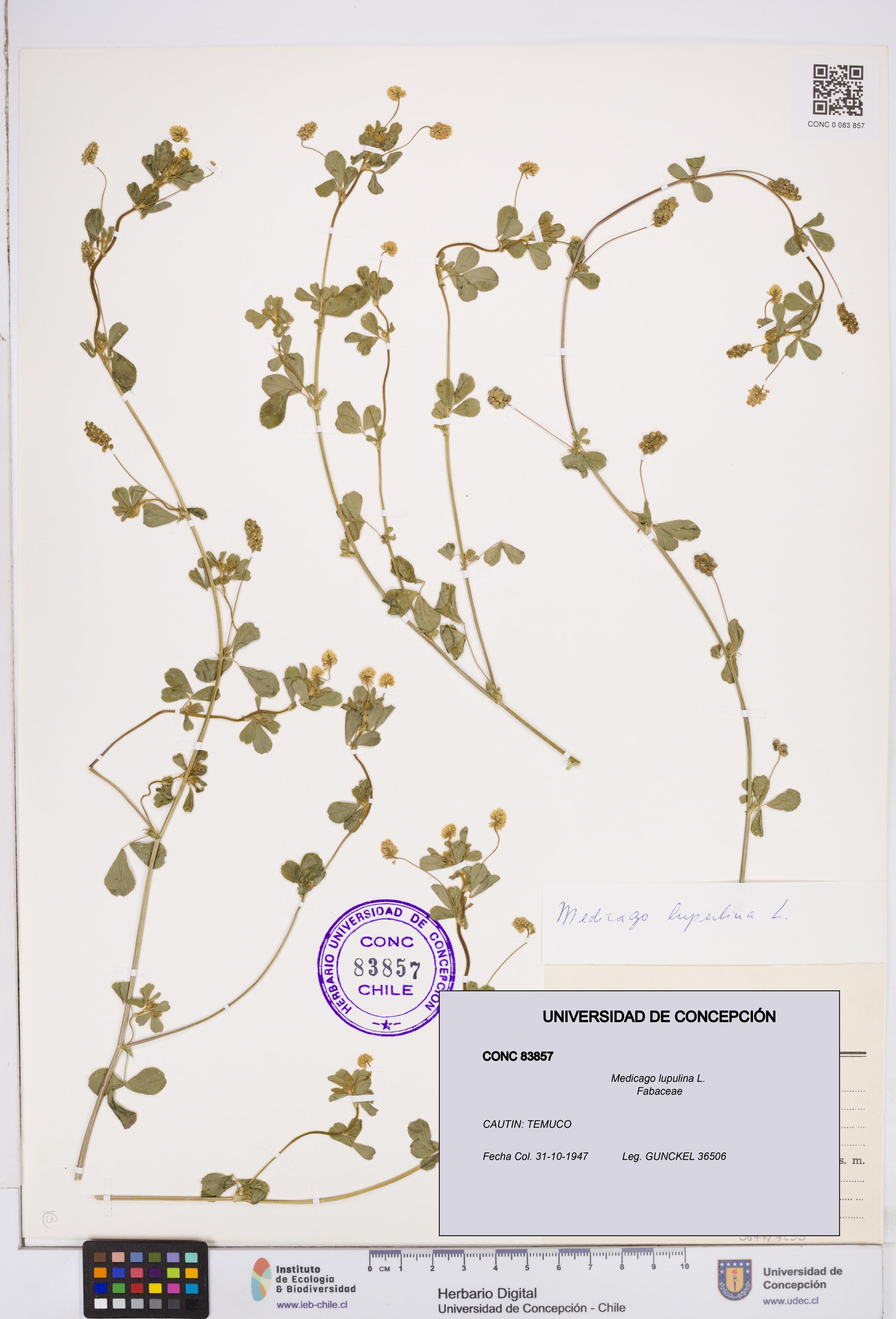 Medicago lupulina [Espécimen: ]
