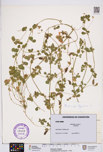 Medicago lupulina [Espécimen: ]