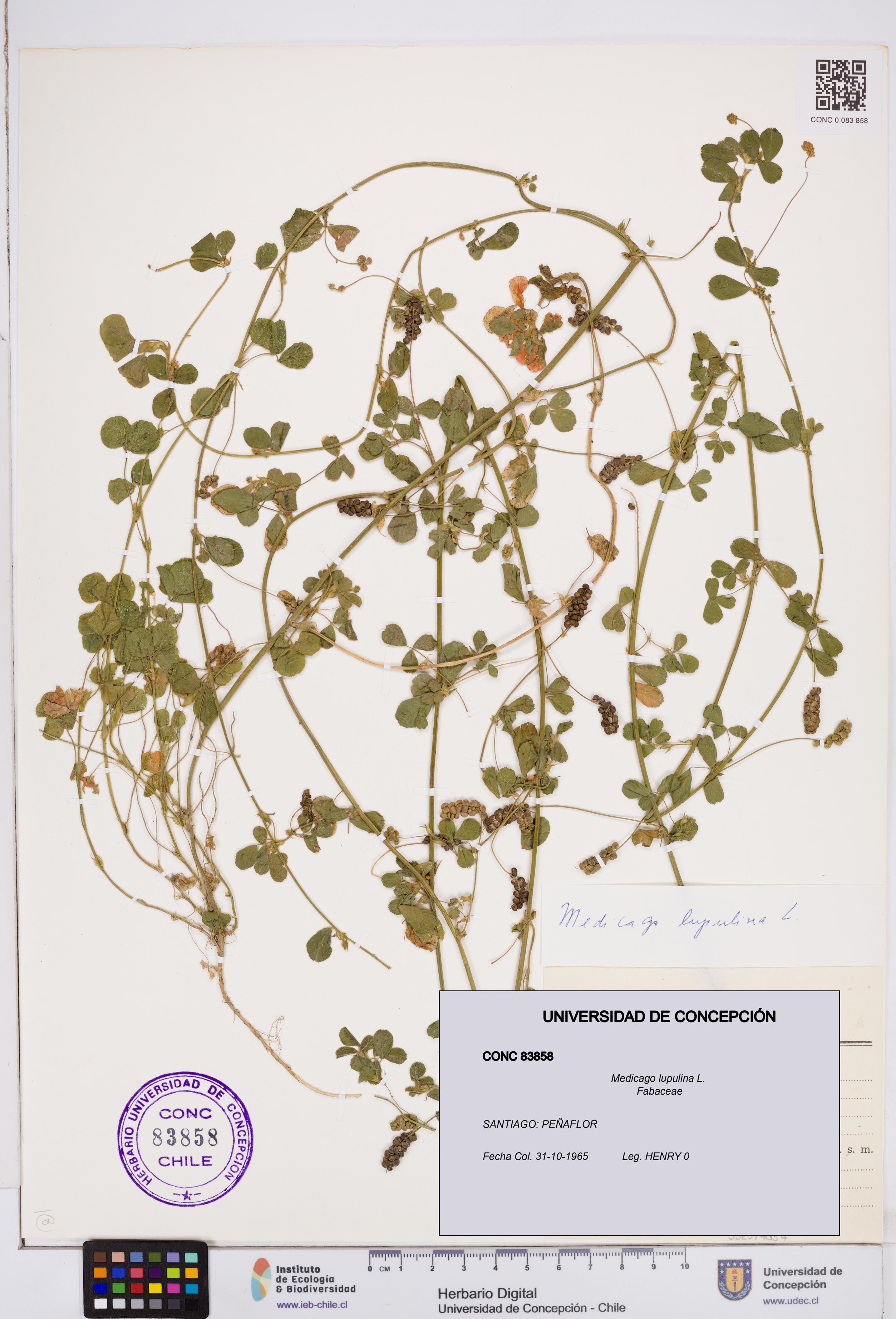 Medicago lupulina [Espécimen: ]