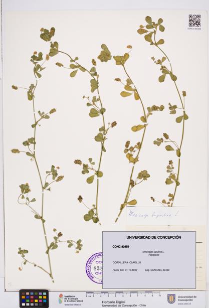 Medicago lupulina [Espécimen: ]