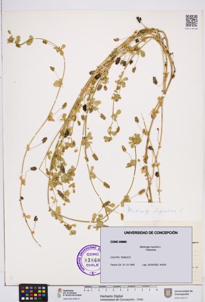 Medicago lupulina [Espécimen: ]