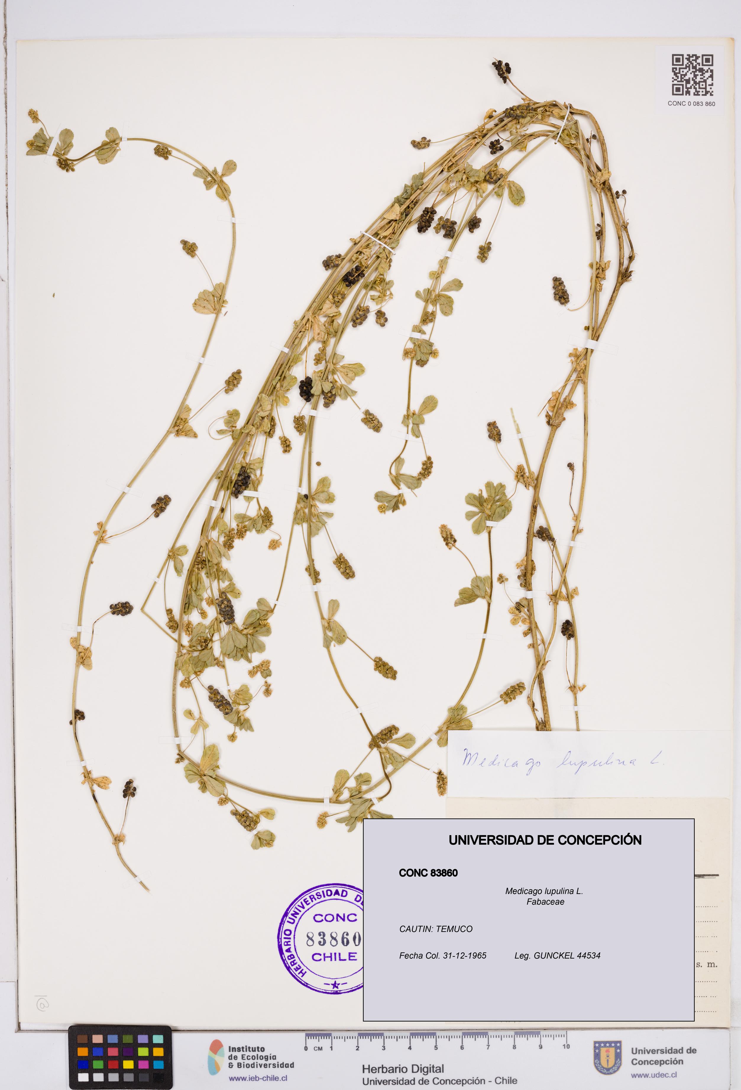 Medicago lupulina [Espécimen: ]