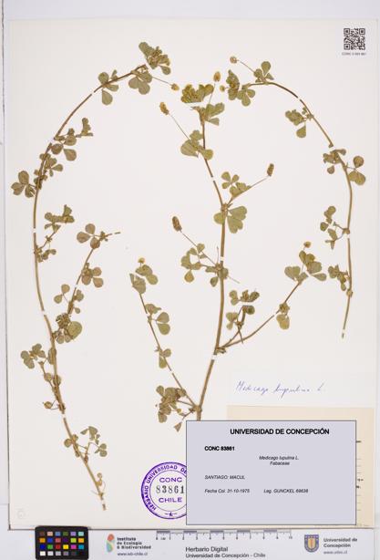 Medicago lupulina [Espécimen: ]