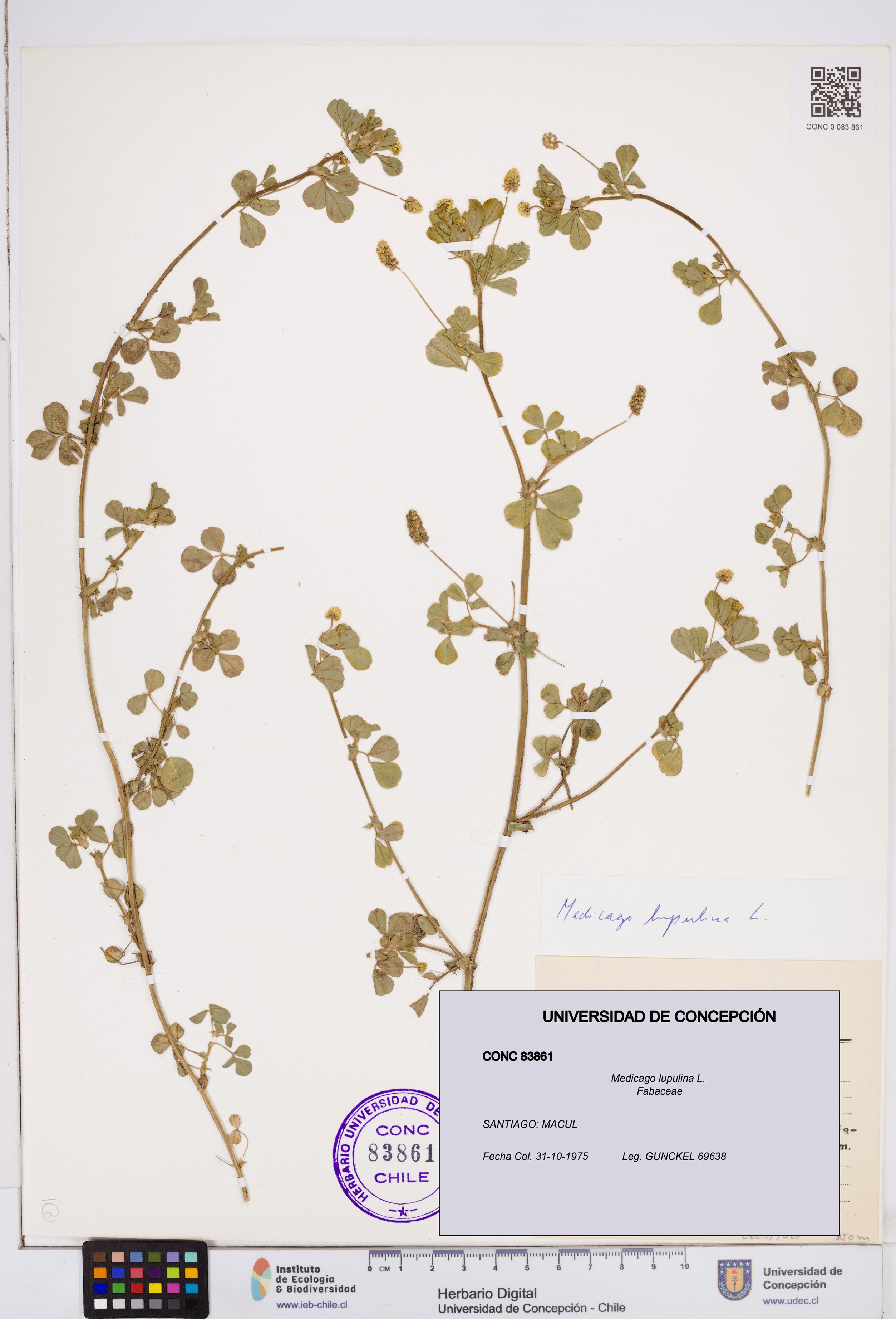 Medicago lupulina [Espécimen: ]