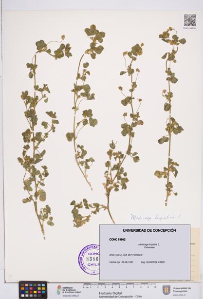 Medicago lupulina [Espécimen: ]