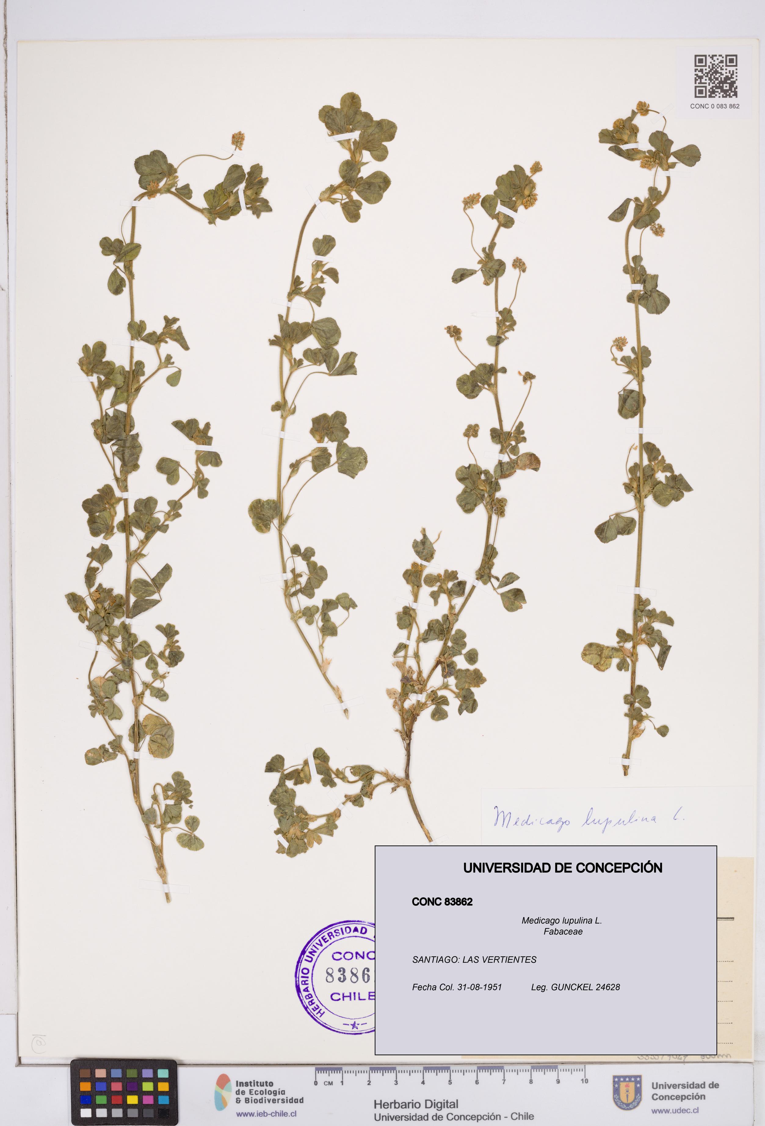 Medicago lupulina [Espécimen: ]