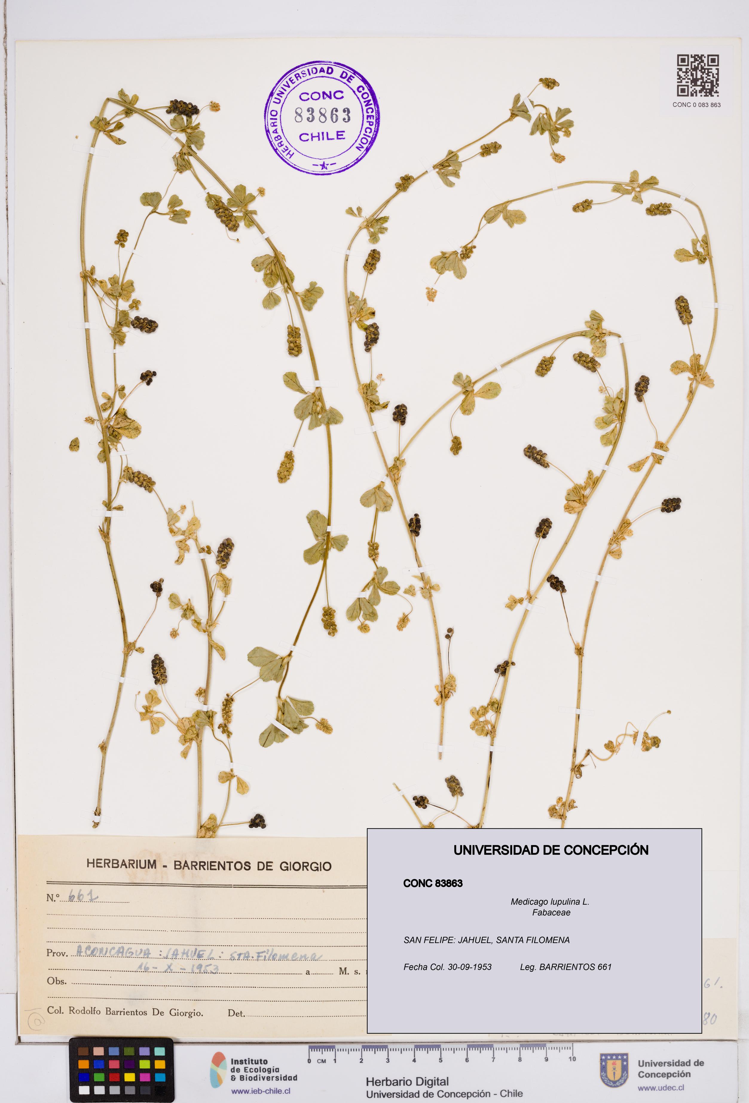 Medicago lupulina [Espécimen: ]