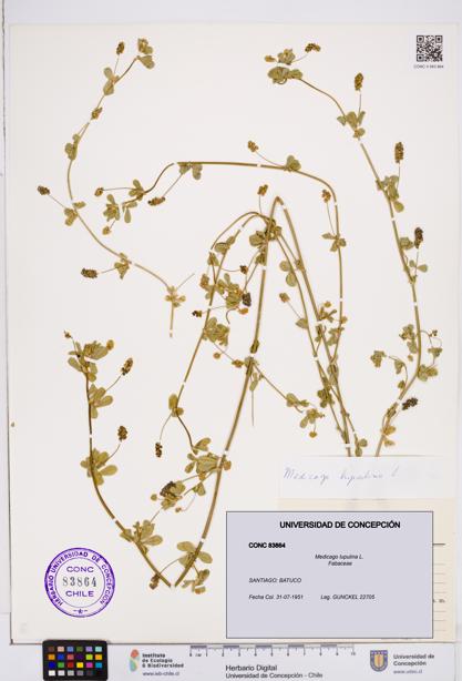 Medicago lupulina [Espécimen: ]