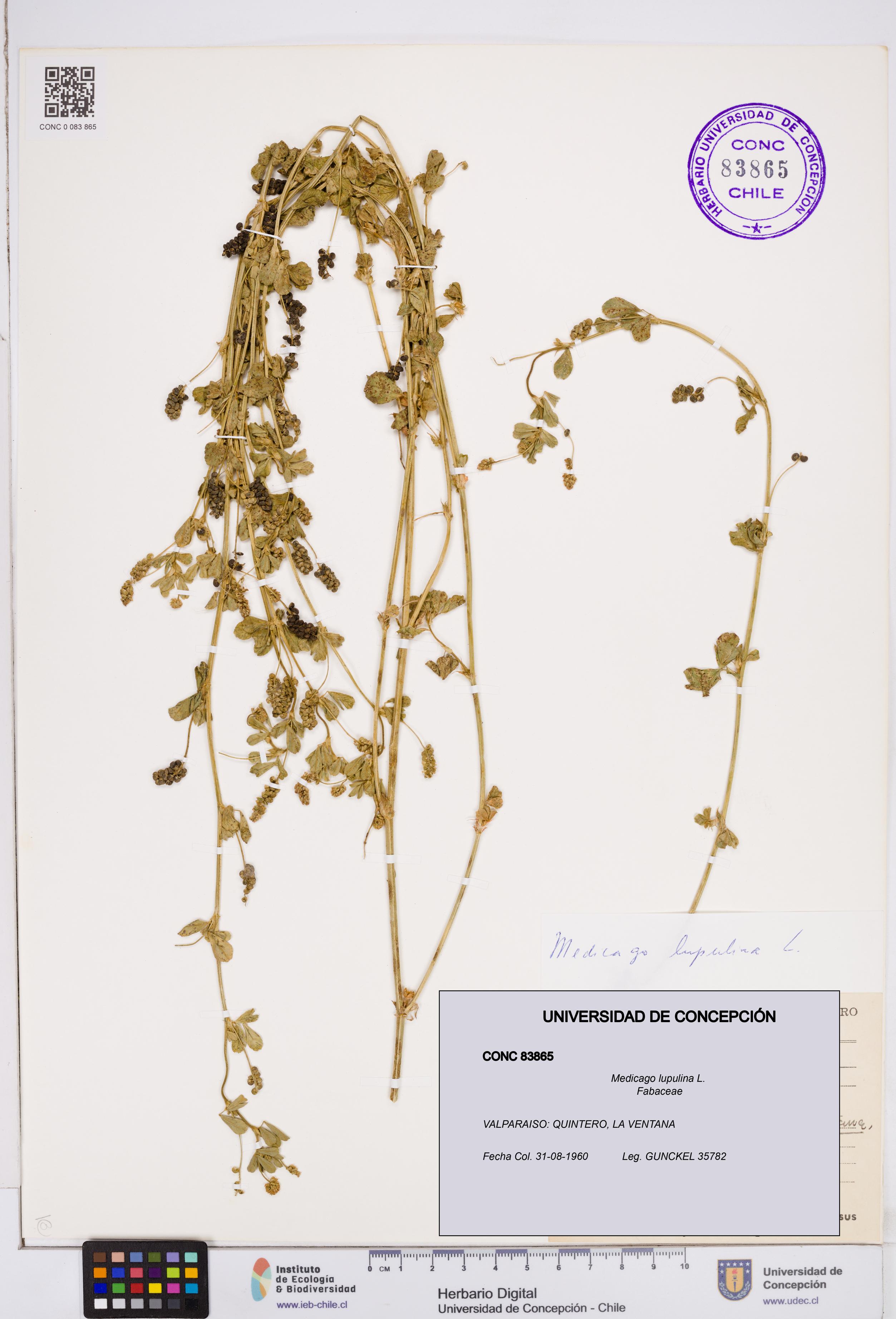 Medicago lupulina [Espécimen: ]