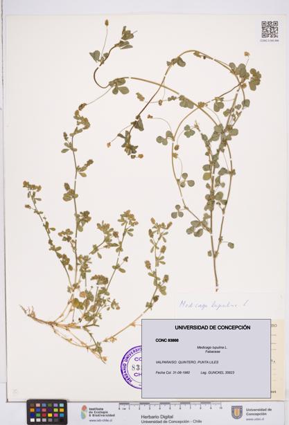 Medicago lupulina [Espécimen: ]