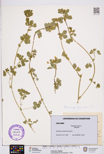 Medicago lupulina [Espécimen: ]
