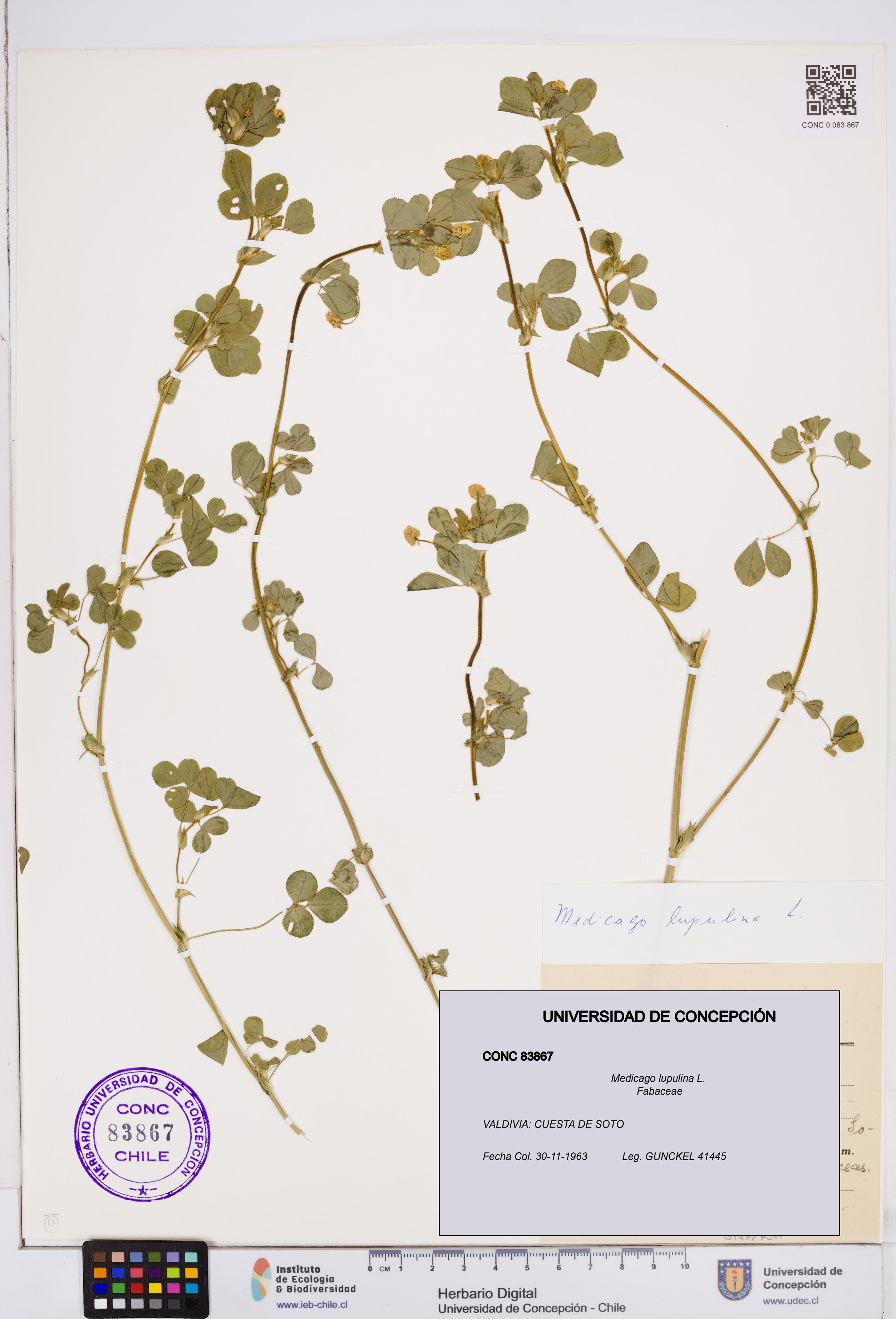 Medicago lupulina [Espécimen: ]