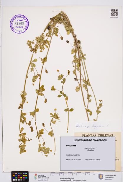 Medicago lupulina [Espécimen: ]