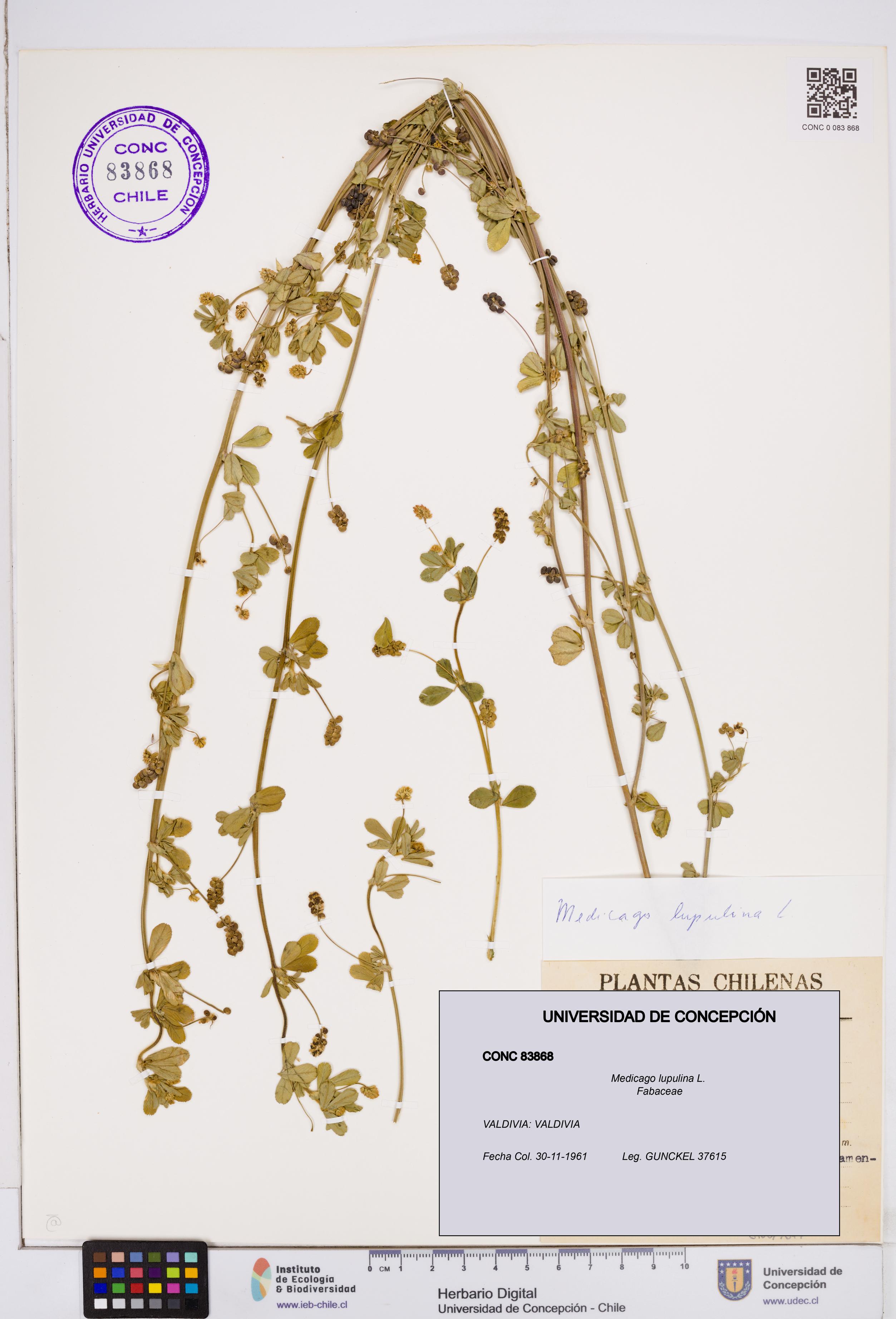 Medicago lupulina [Espécimen: ]