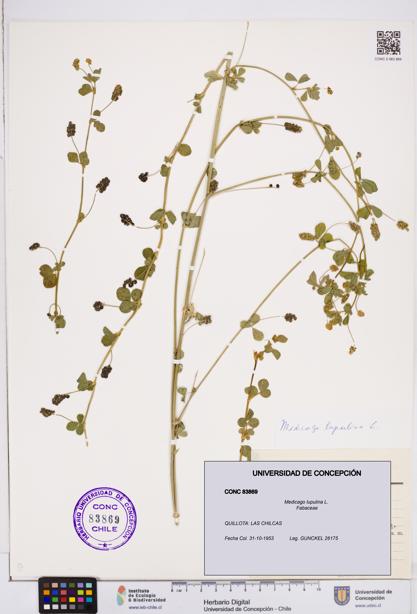 Medicago lupulina [Espécimen: ]