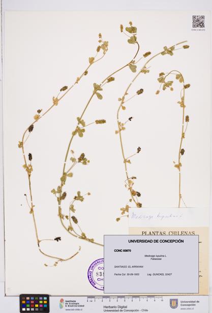 Medicago lupulina [Espécimen: ]