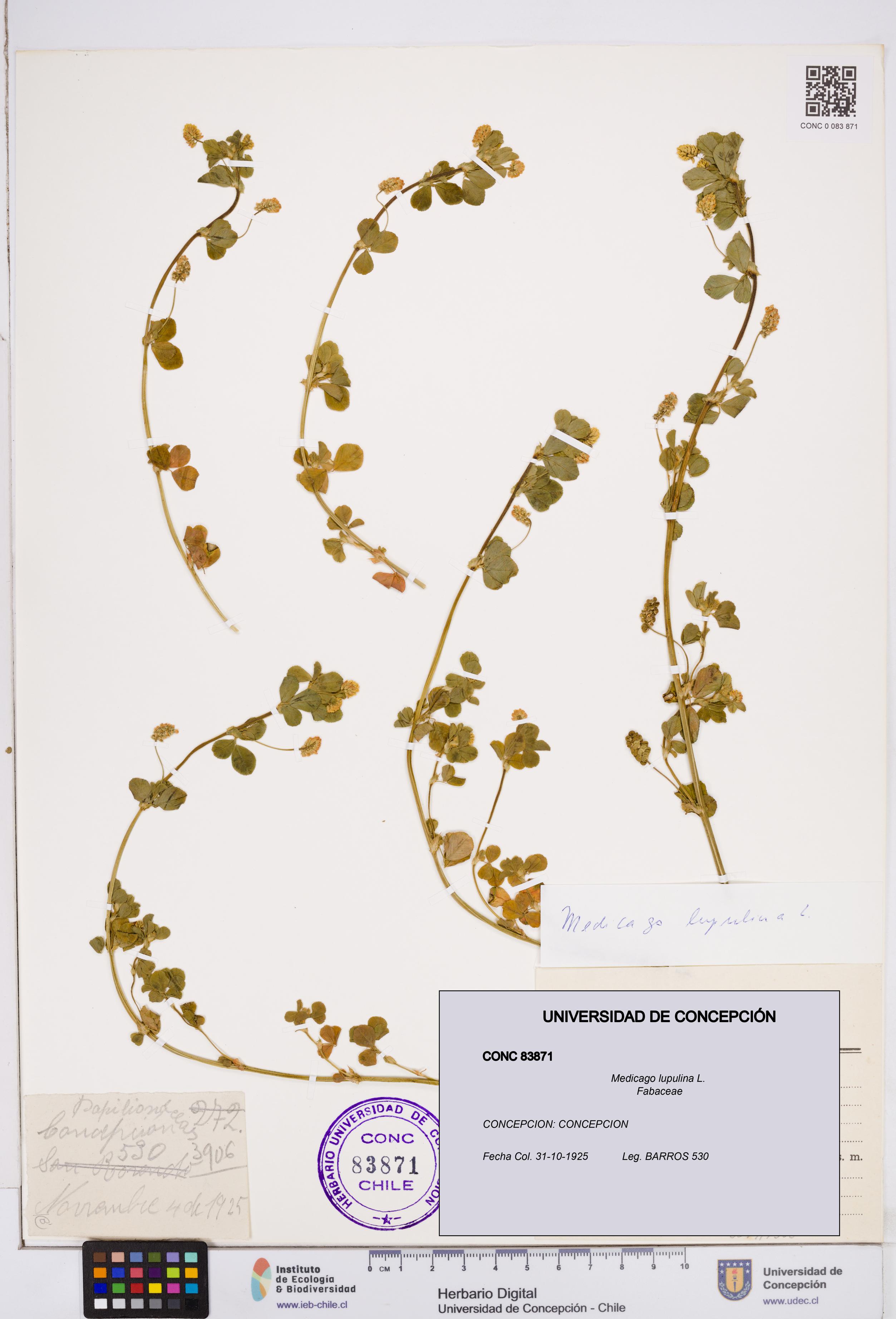 Medicago lupulina [Espécimen: ]