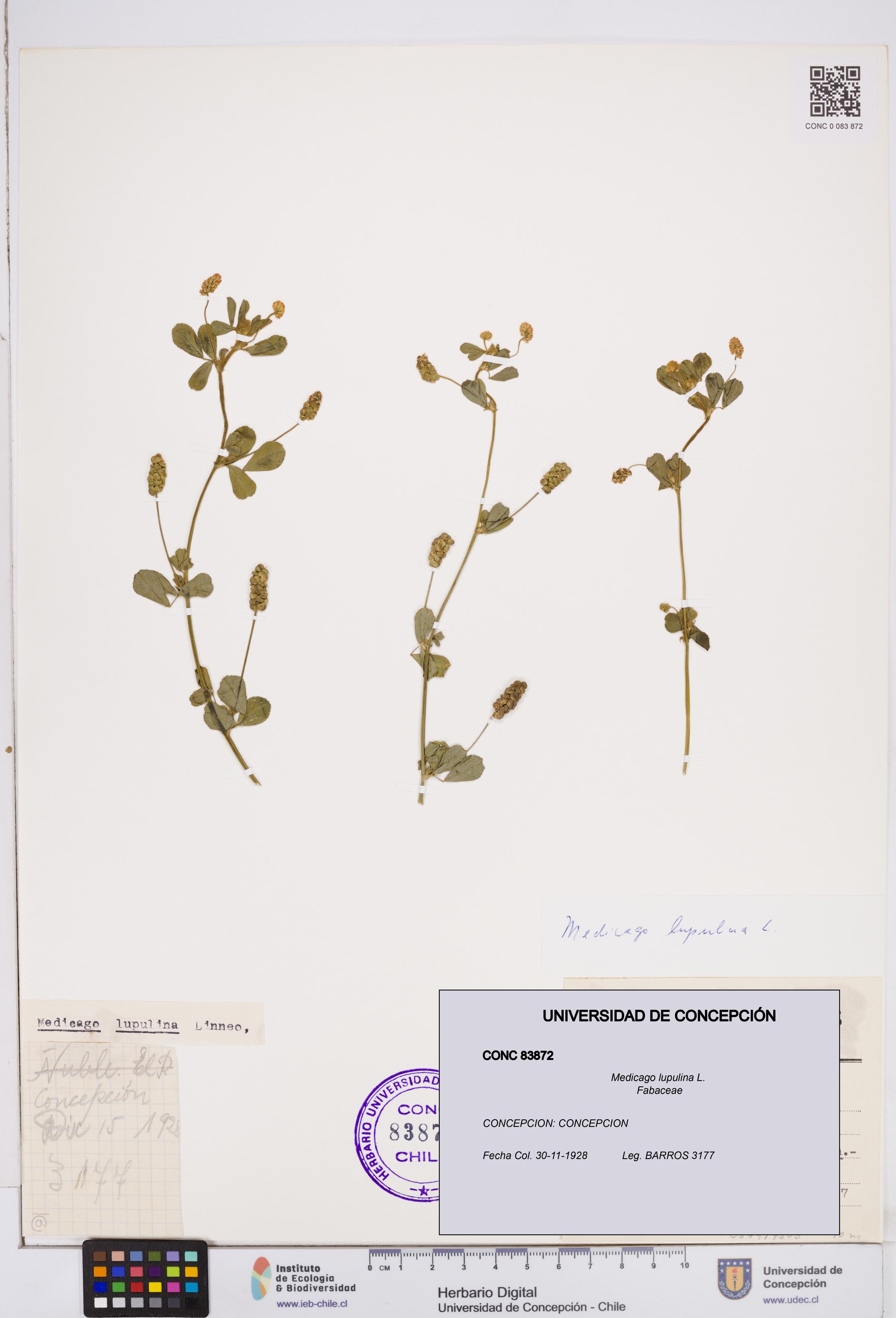 Medicago lupulina [Espécimen: ]