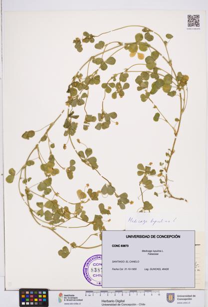 Medicago lupulina [Espécimen: ]