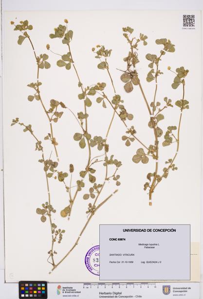 Medicago lupulina [Espécimen: ]