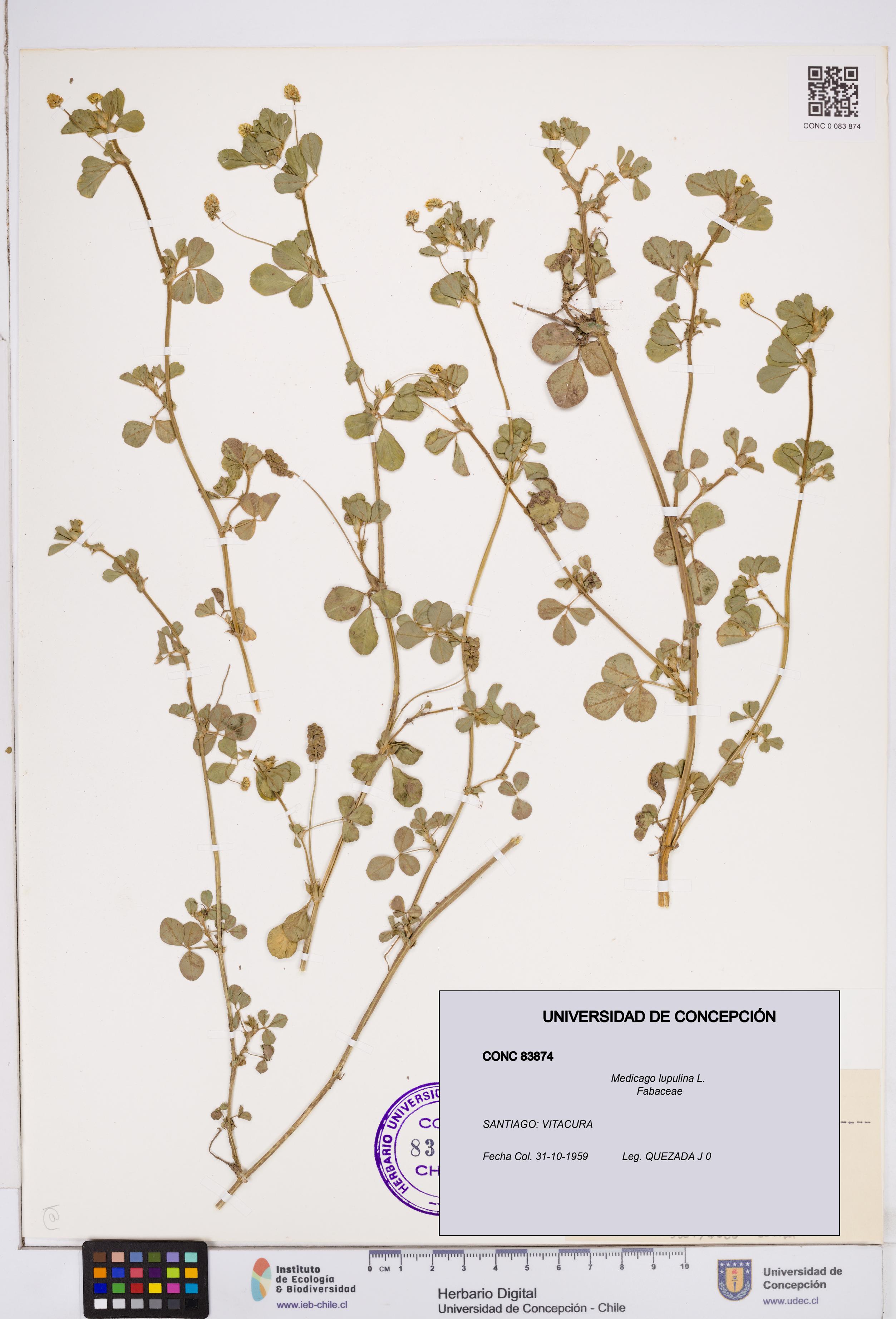 Medicago lupulina [Espécimen: ]