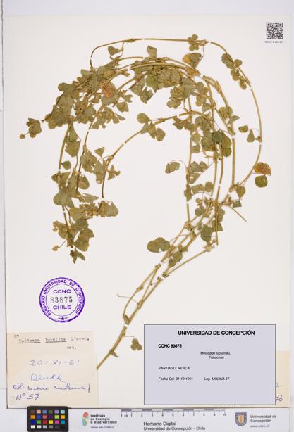 Medicago lupulina [Espécimen: ]
