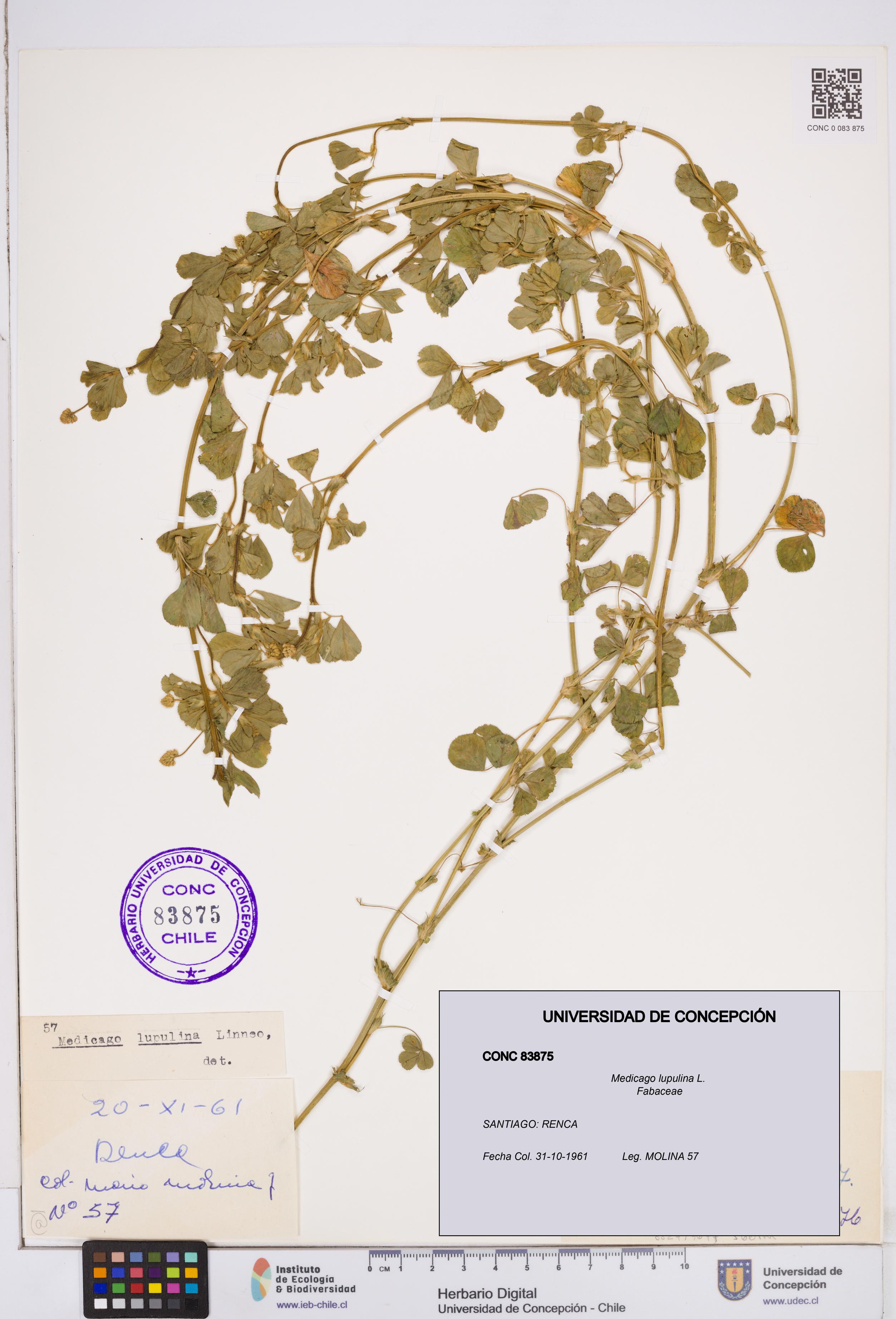 Medicago lupulina [Espécimen: ]
