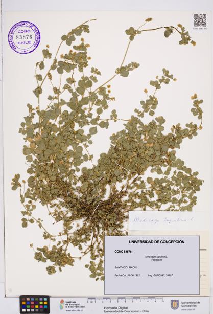 Medicago lupulina [Espécimen: ]