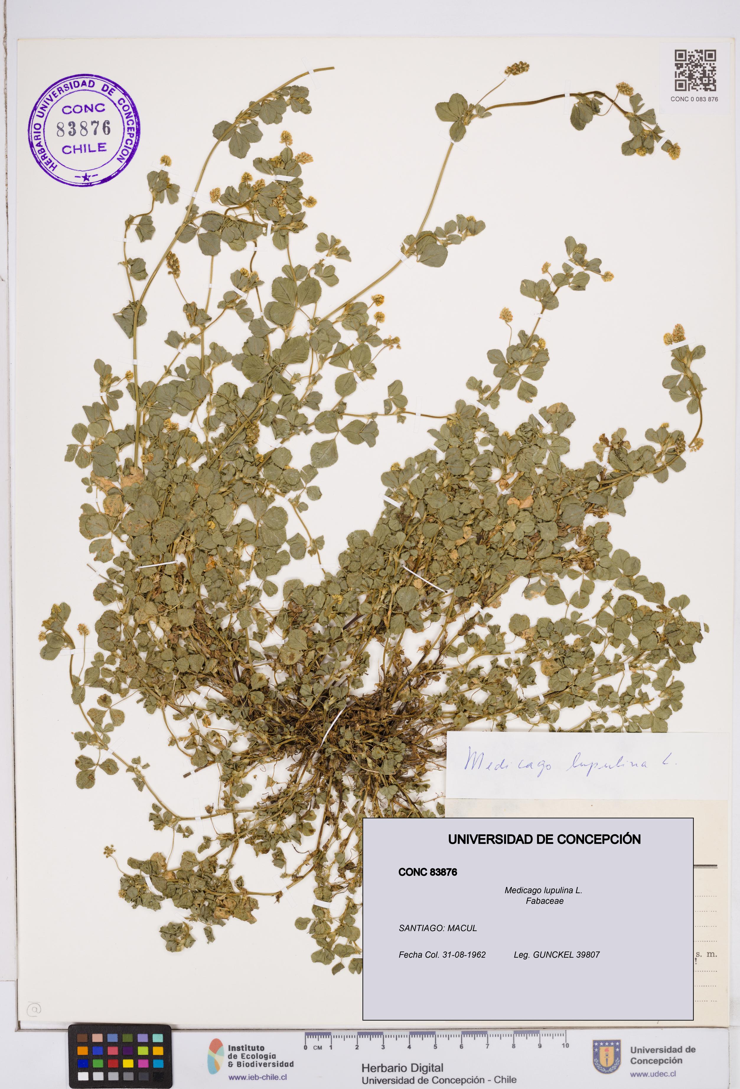 Medicago lupulina [Espécimen: ]