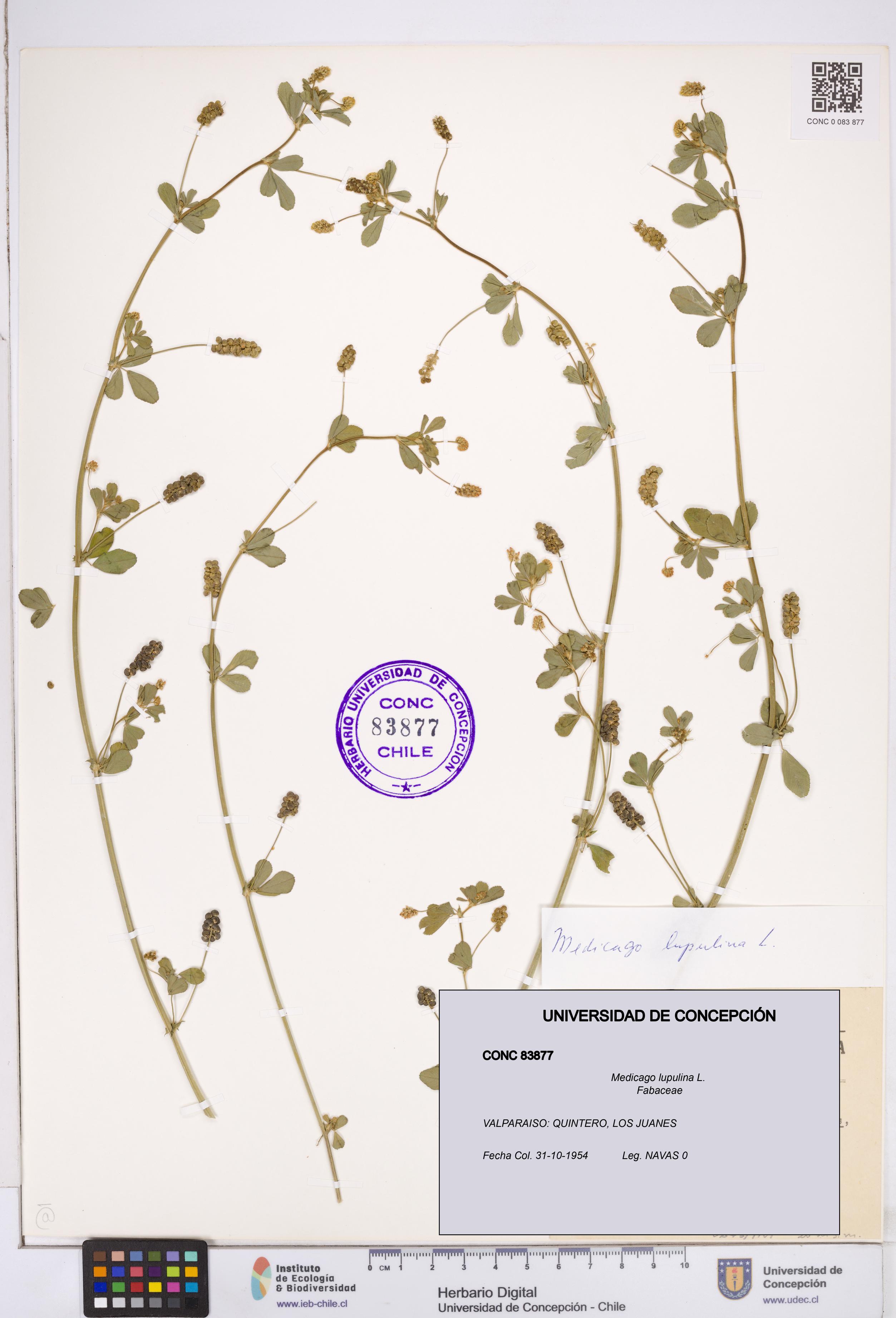 Medicago lupulina [Espécimen: ]