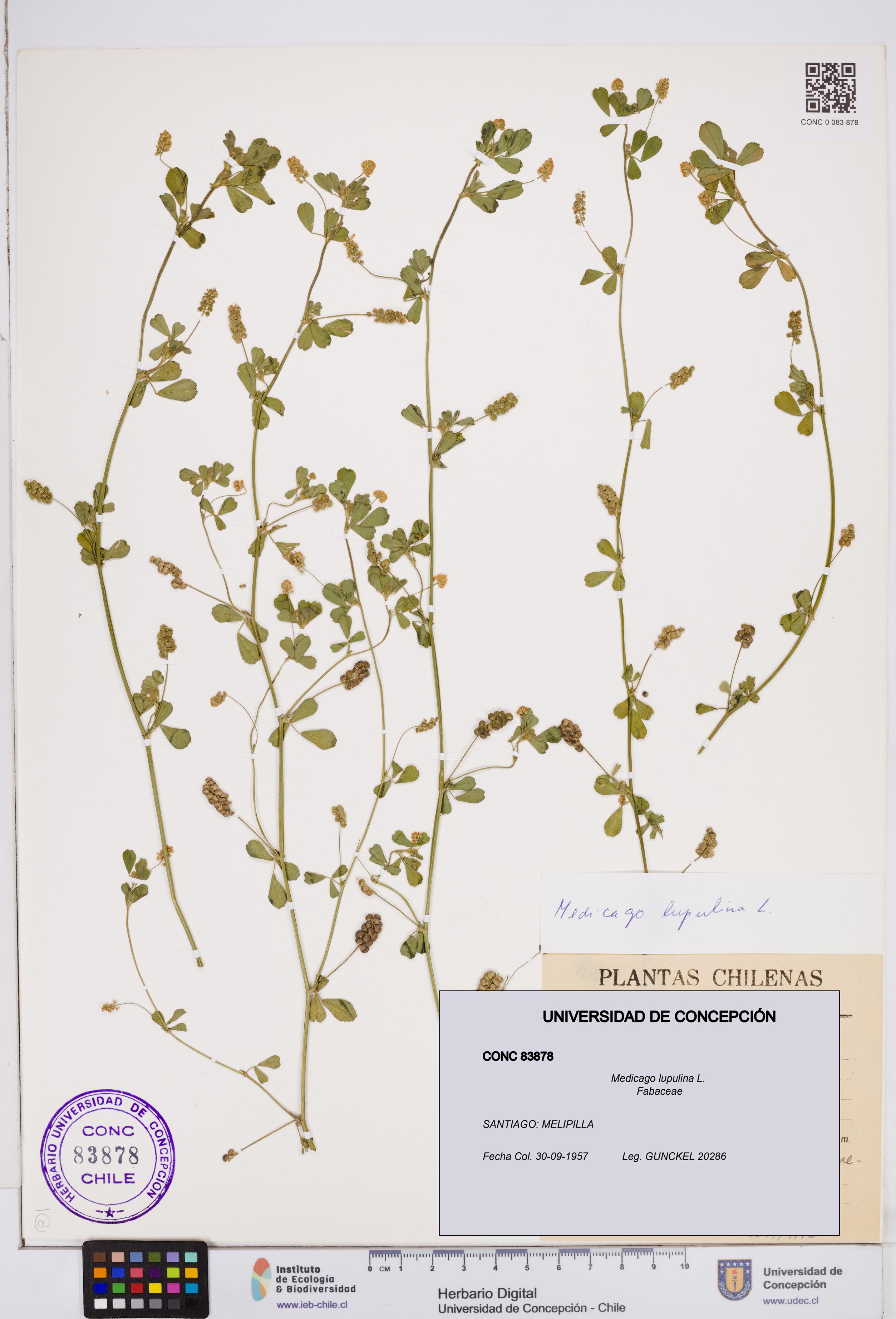 Medicago lupulina [Espécimen: ]