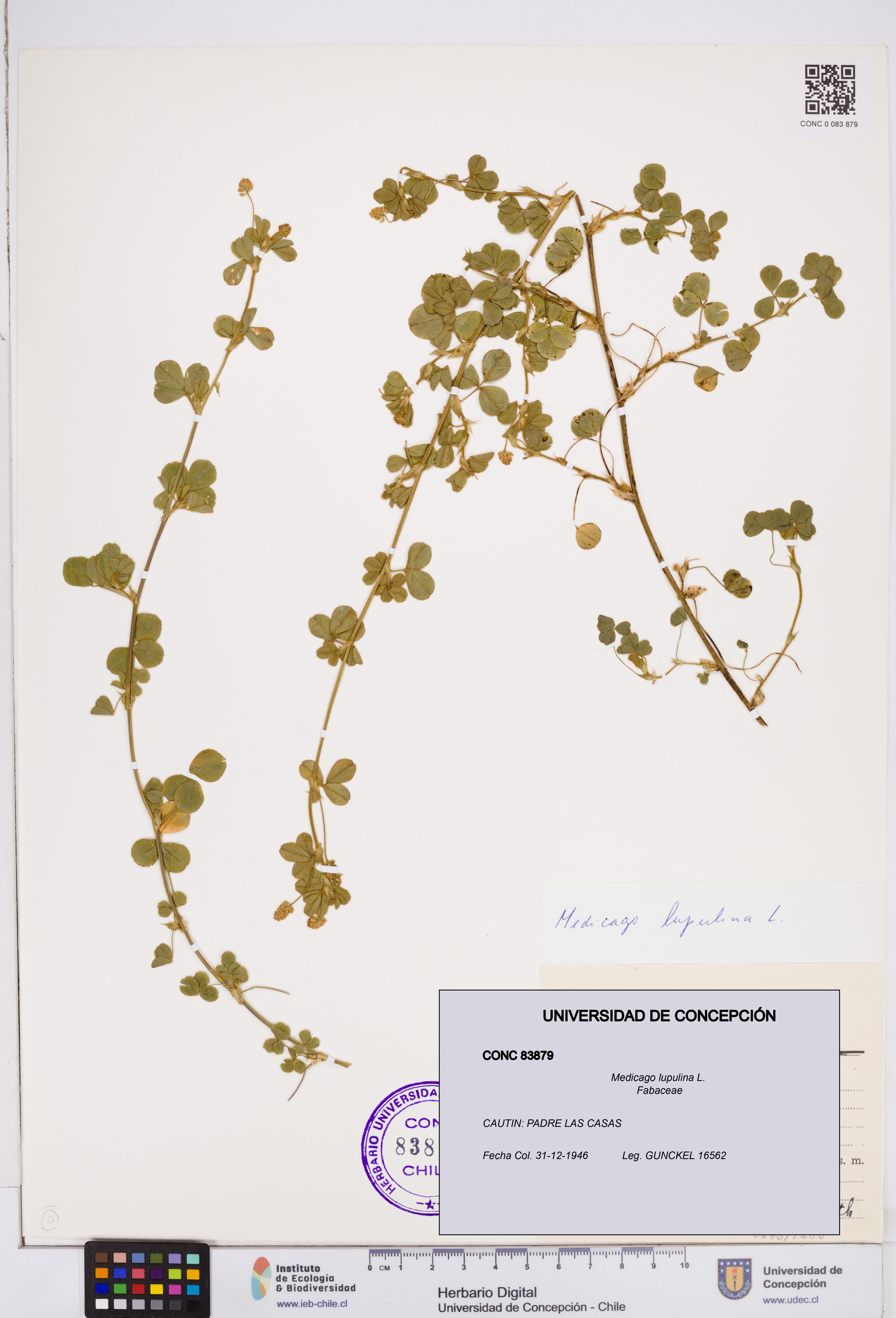 Medicago lupulina [Espécimen: ]