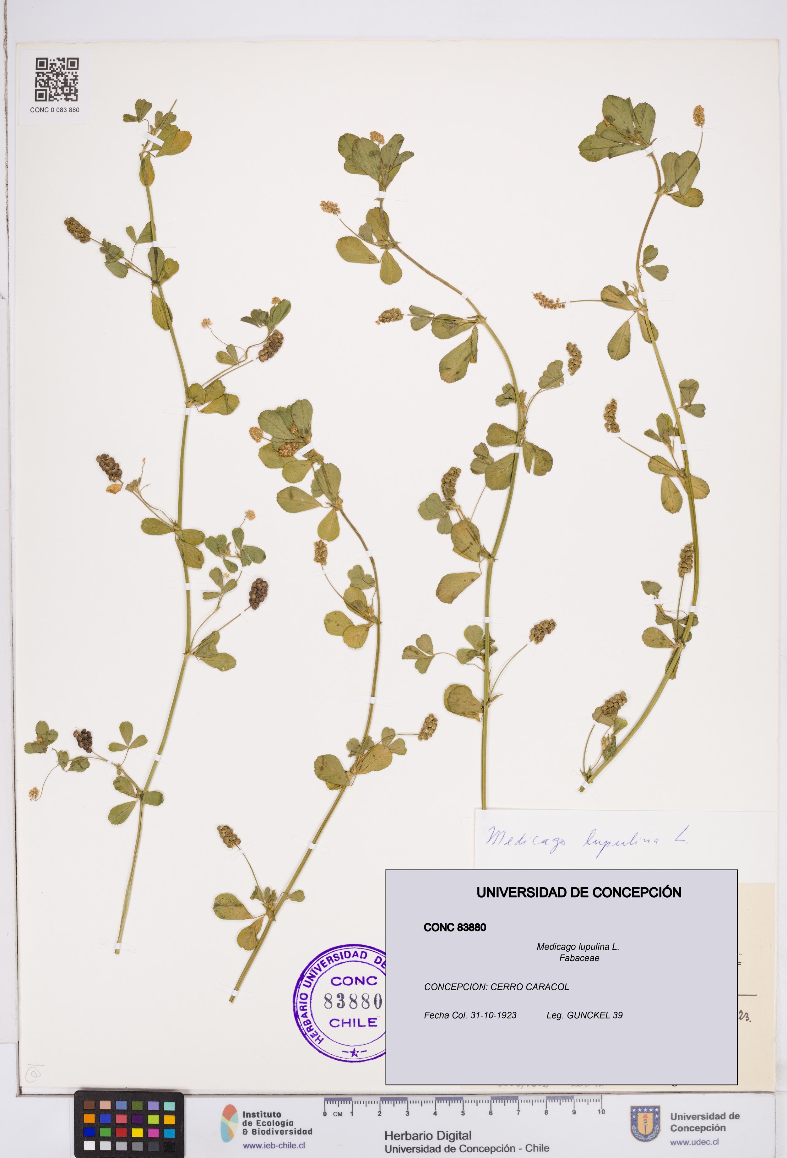 Medicago lupulina [Espécimen: ]