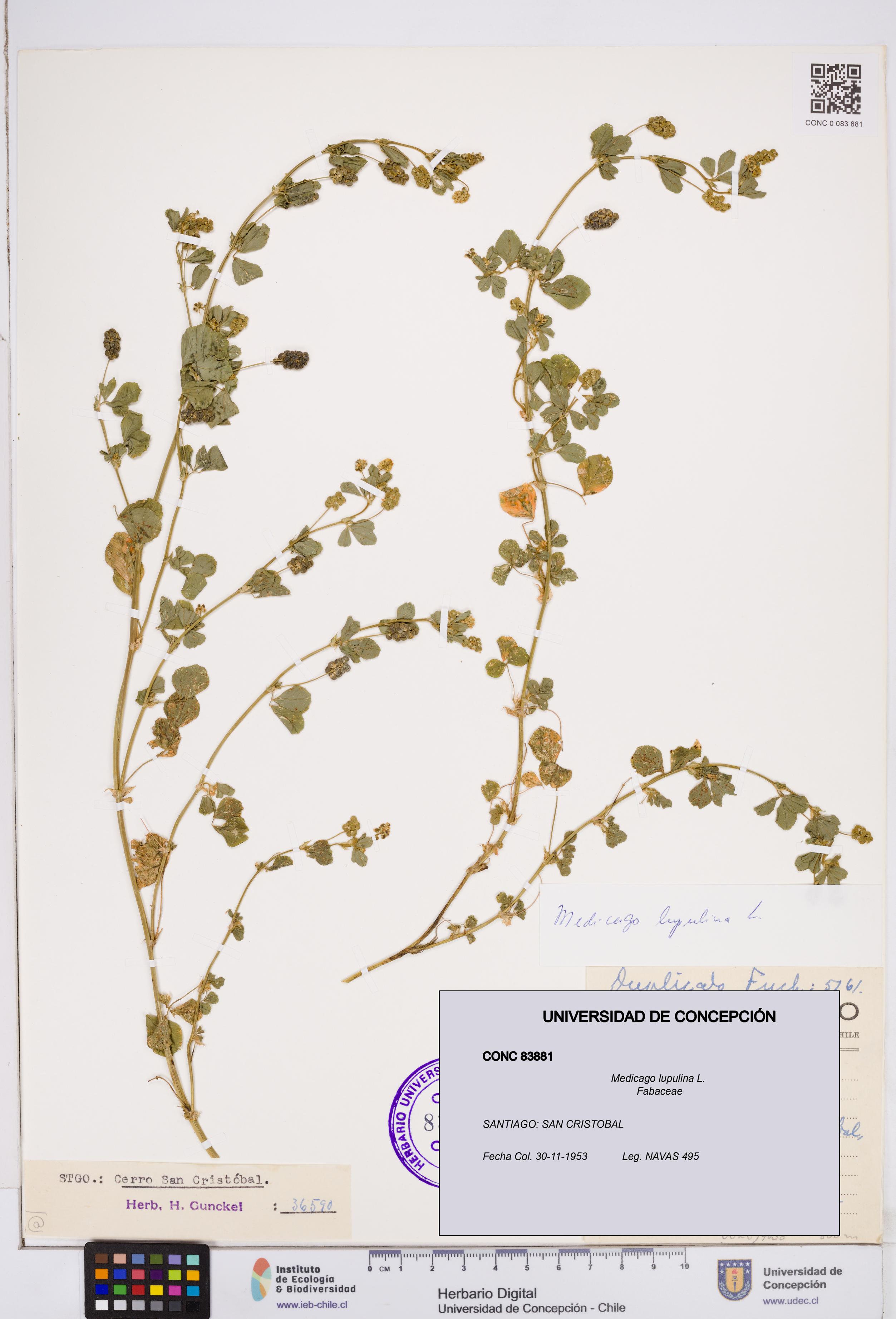Medicago lupulina [Espécimen: ]