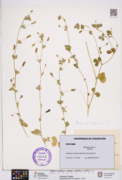 Medicago lupulina [Espécimen: ]