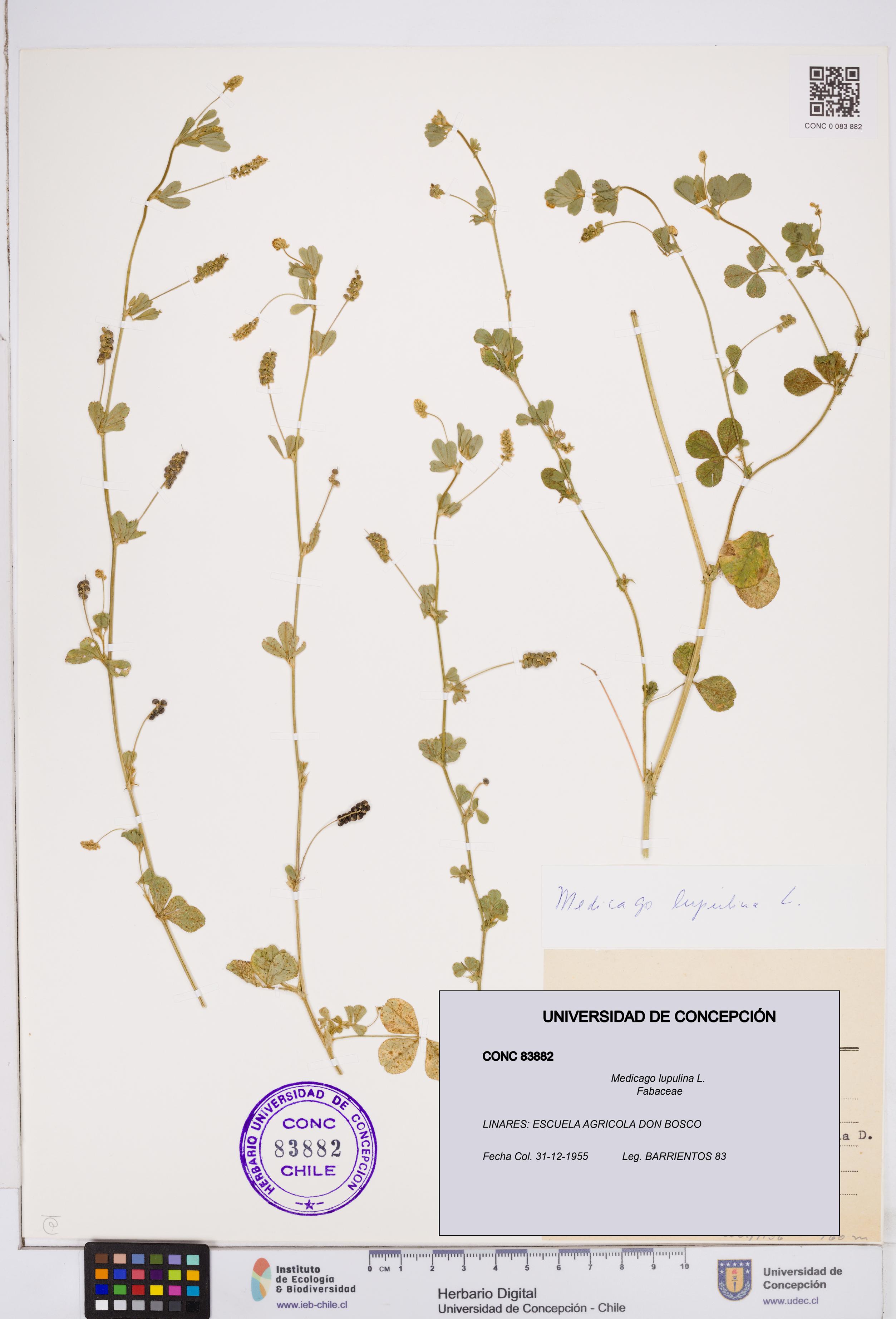Medicago lupulina [Espécimen: ]