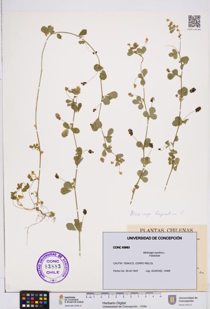 Medicago lupulina [Espécimen: ]