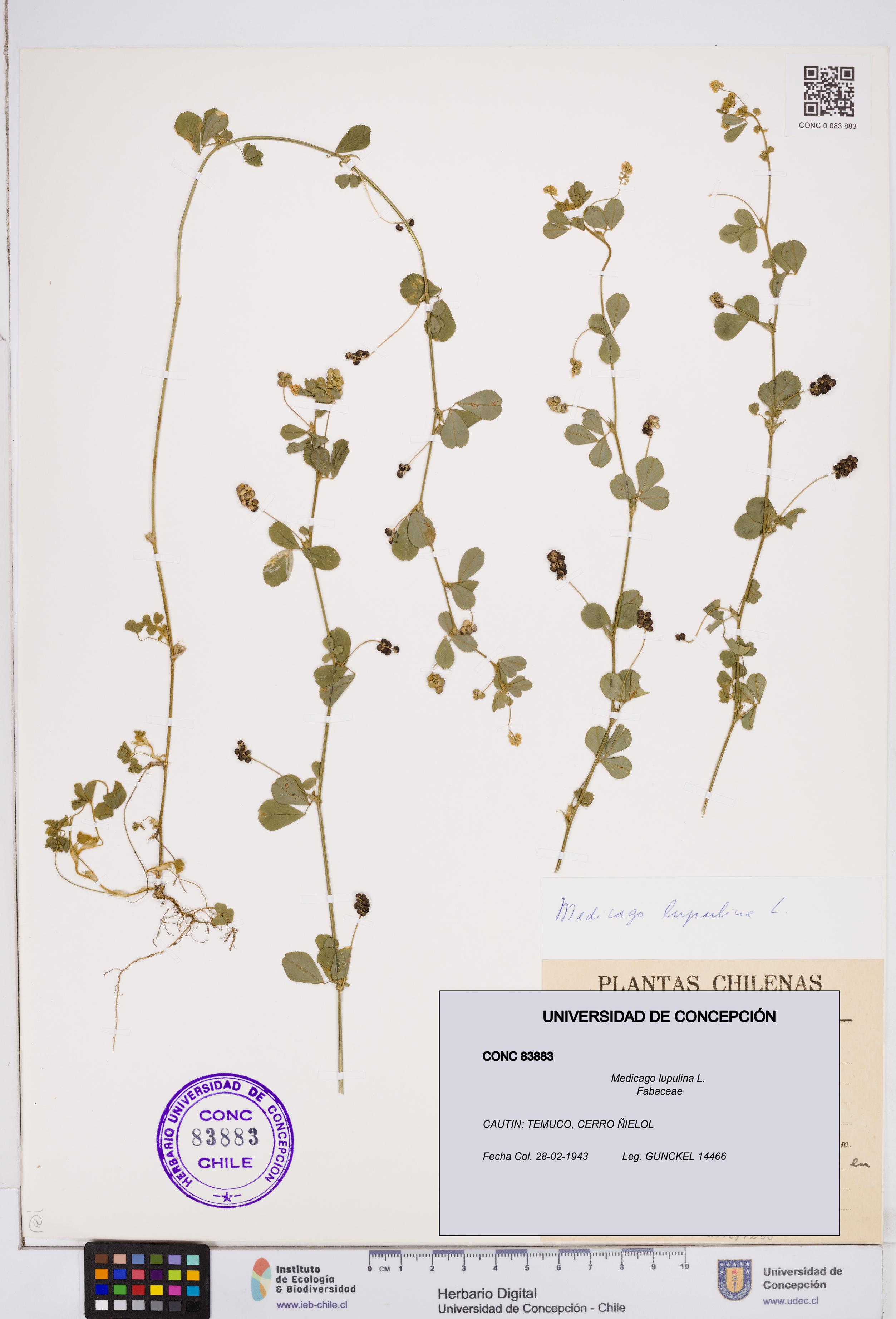 Medicago lupulina [Espécimen: ]