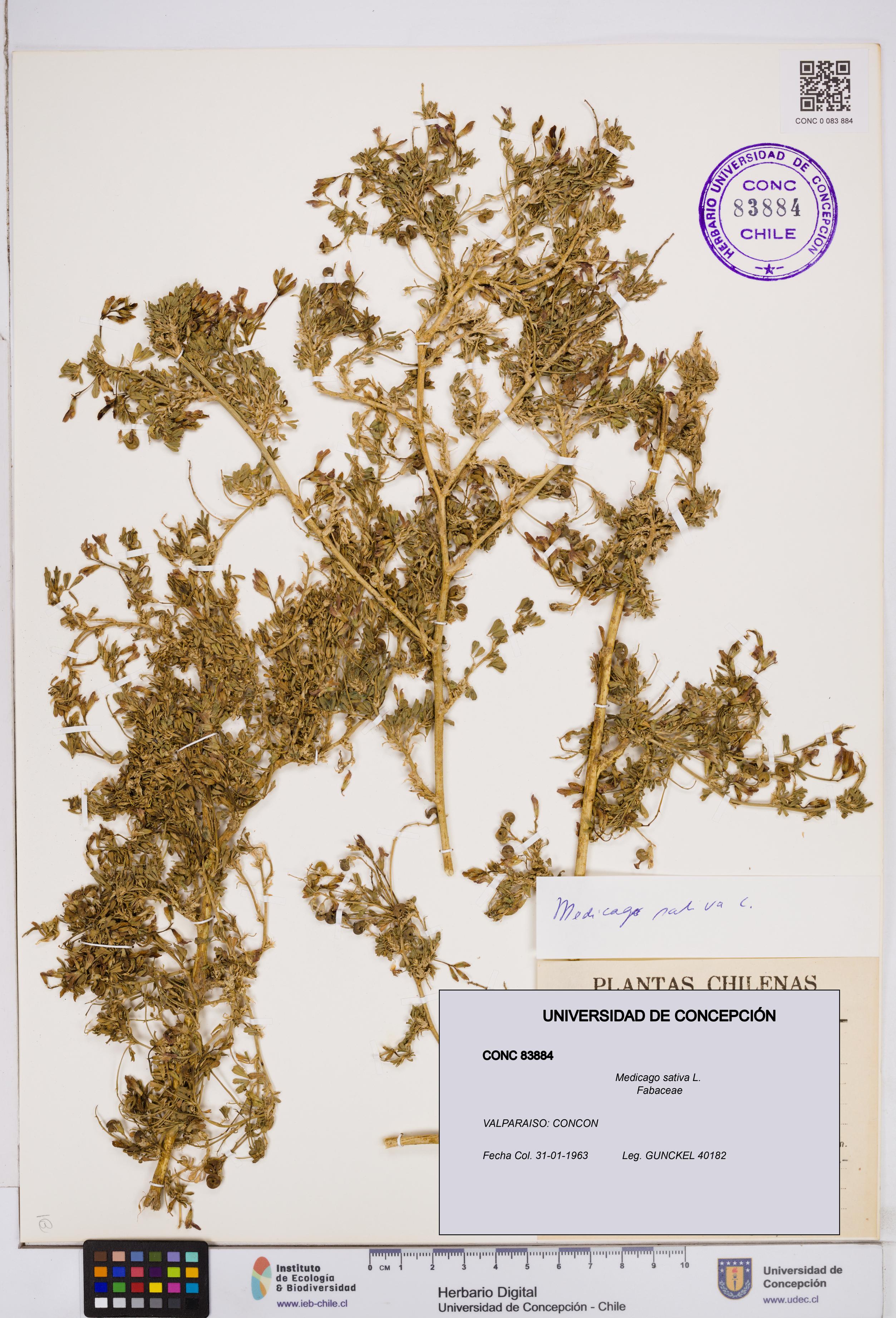 Medicago sativa [Espécimen: ]