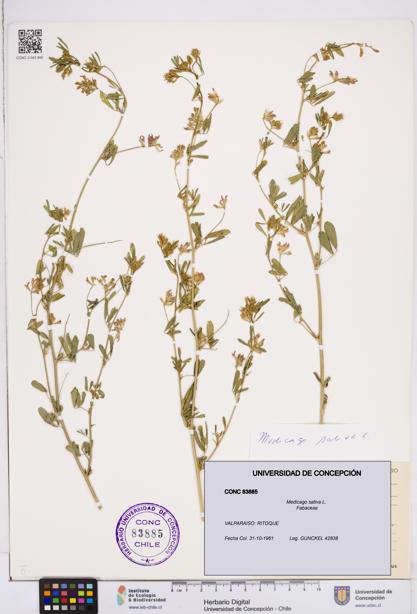 Medicago sativa [Espécimen: ]