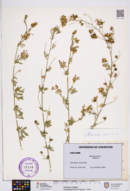 Medicago sativa [Espécimen: ]