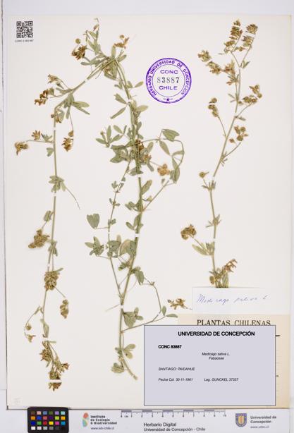 Medicago sativa [Espécimen: ]