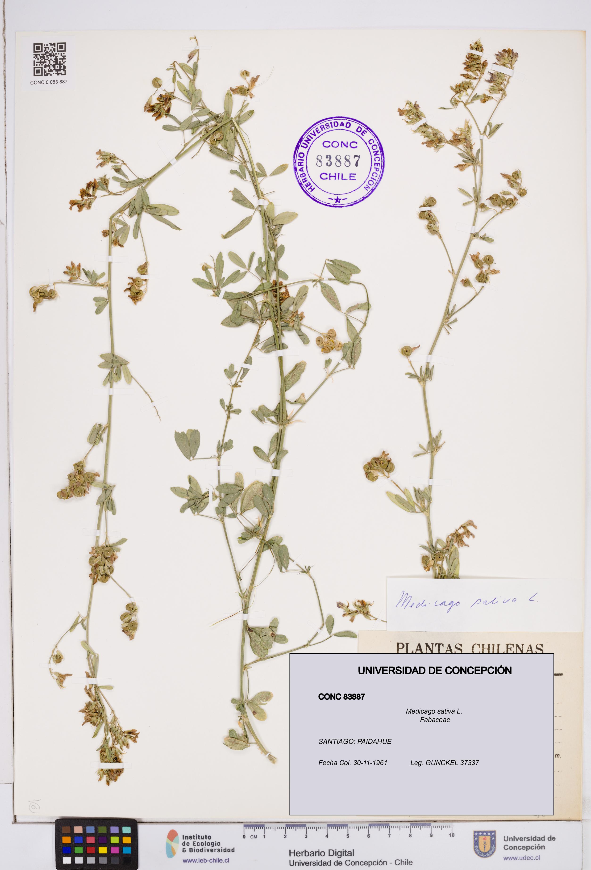Medicago sativa [Espécimen: ]