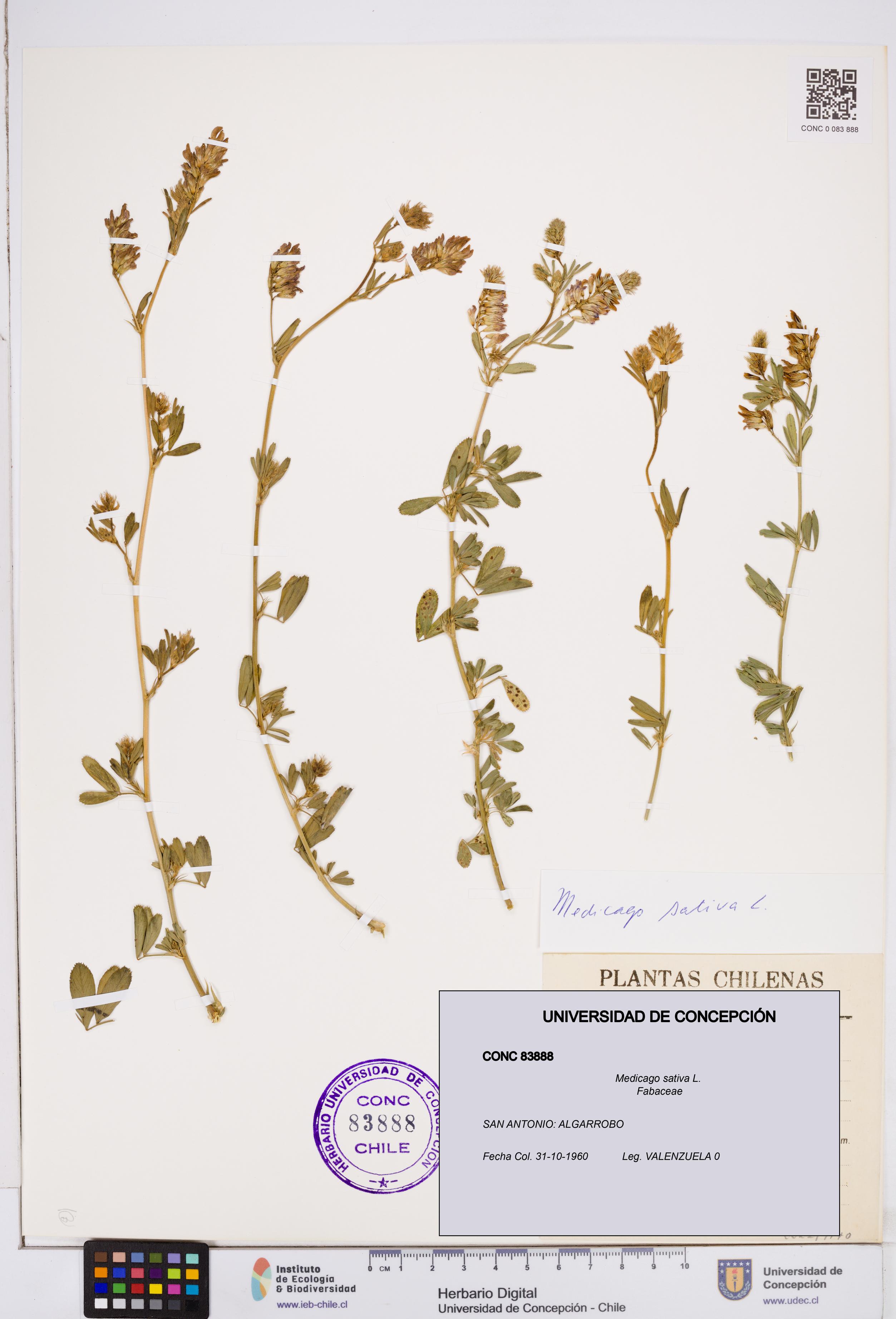 Medicago sativa [Espécimen: ]