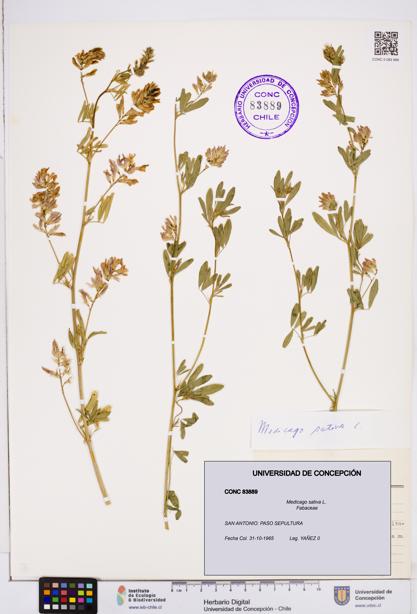 Medicago sativa [Espécimen: ]