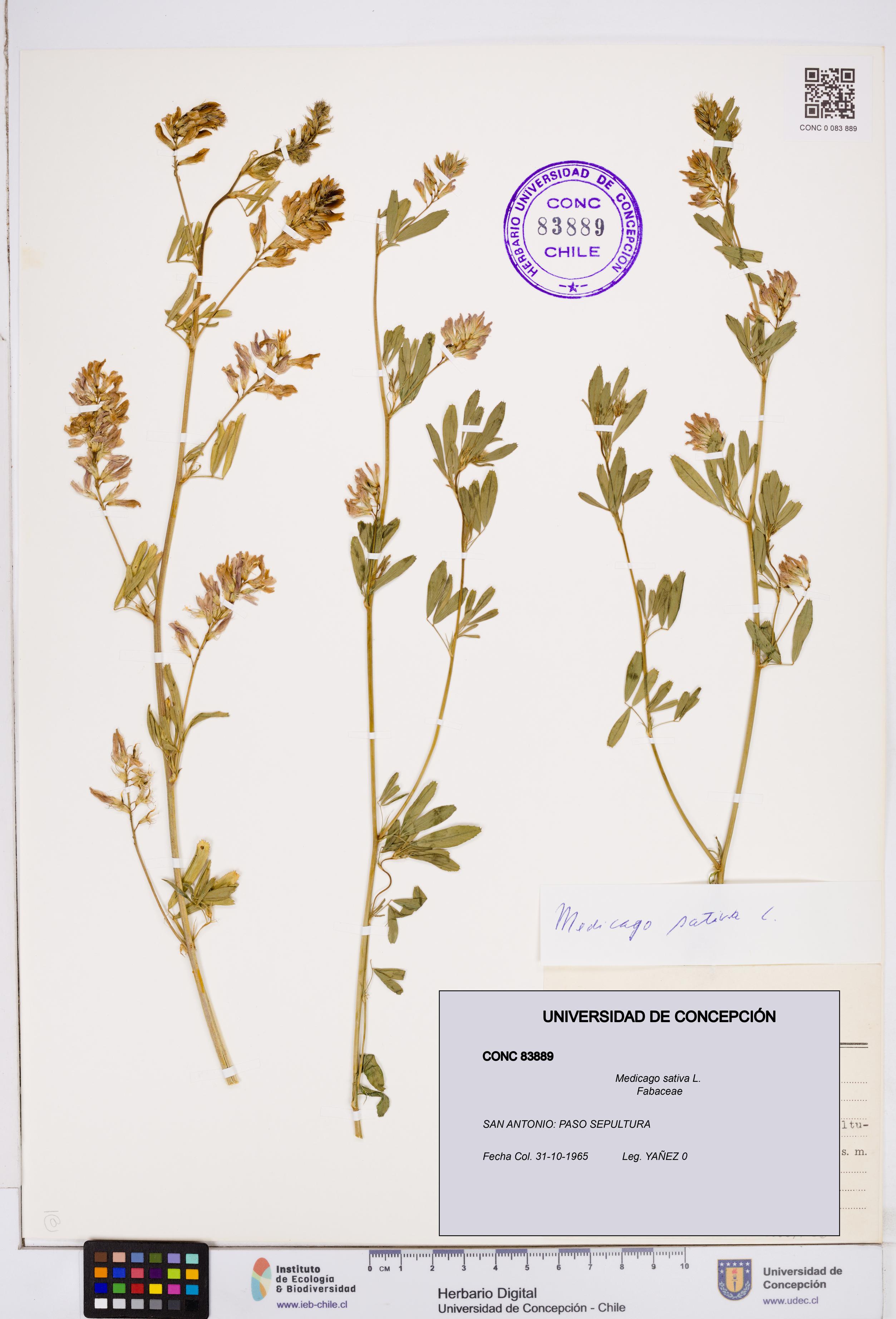 Medicago sativa [Espécimen: ]
