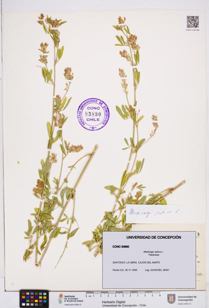Medicago sativa [Espécimen: ]