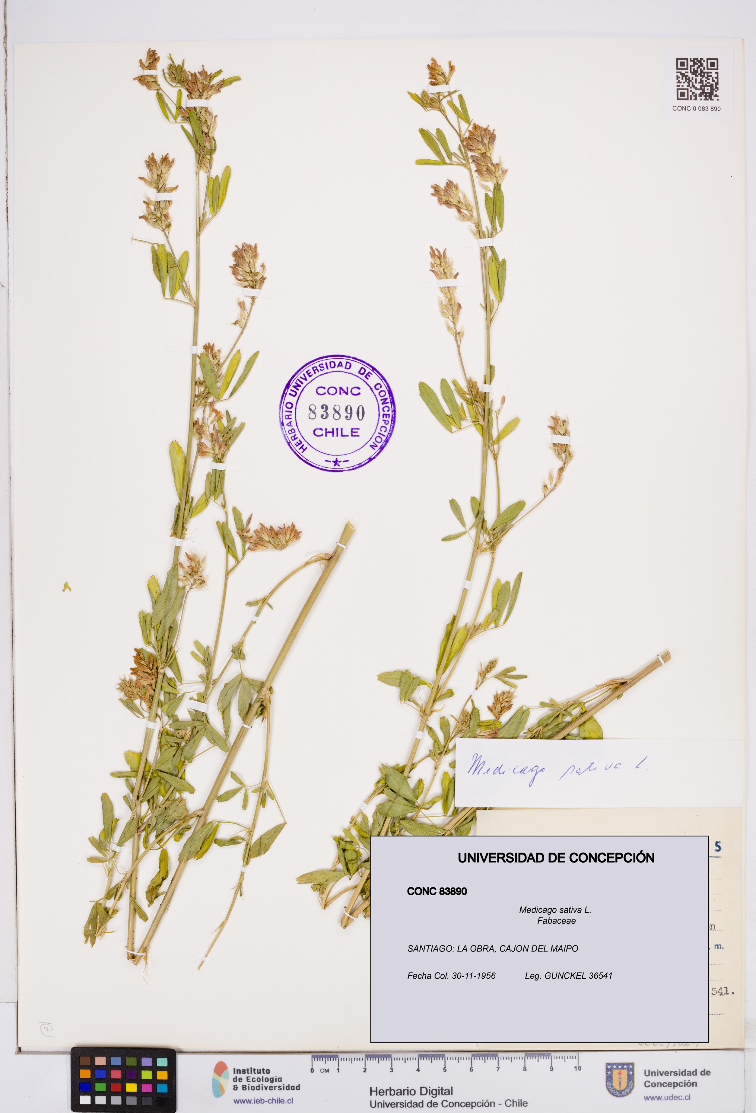 Medicago sativa [Espécimen: ]