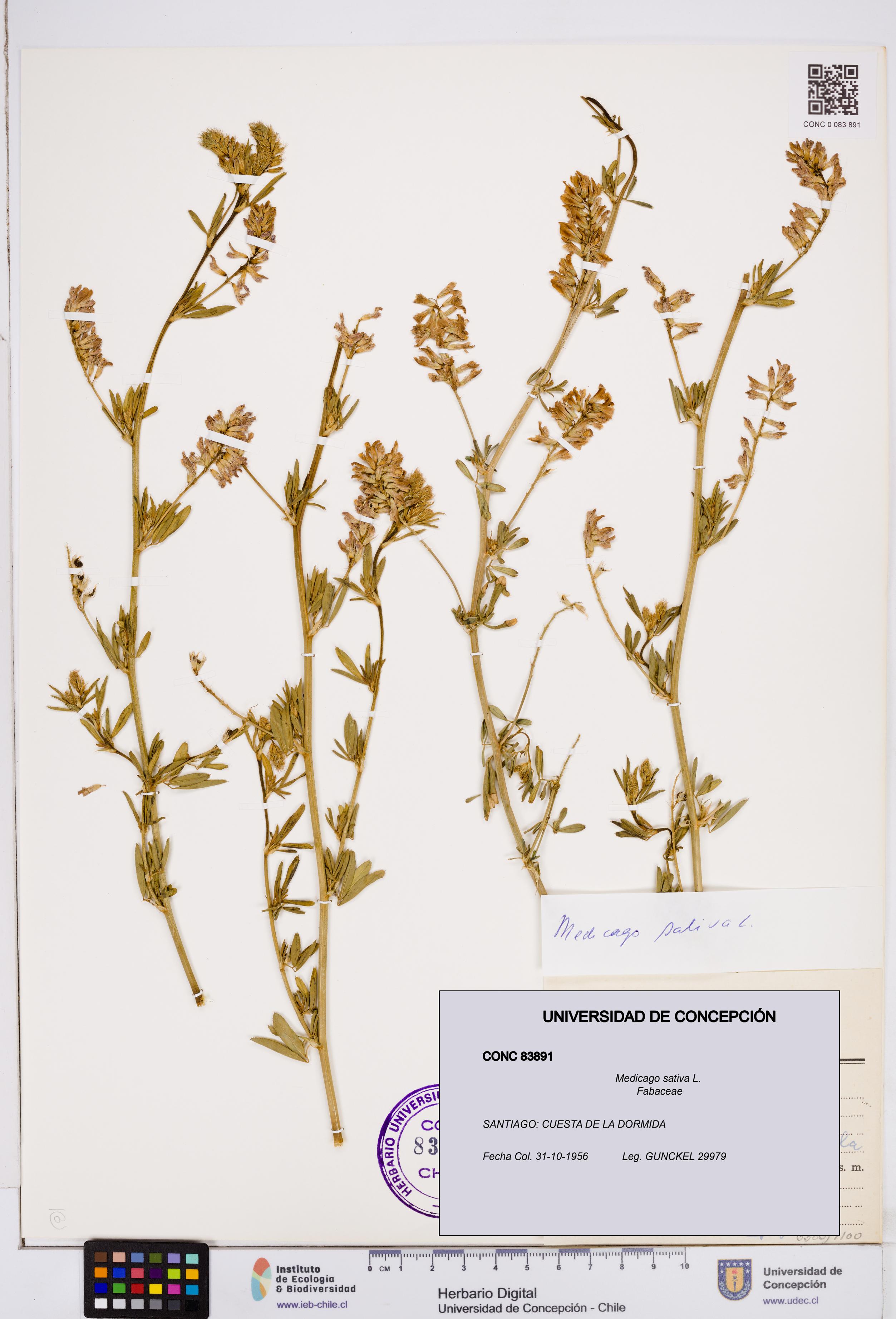 Medicago sativa [Espécimen: ]